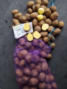 Картопля від виробника продам з овочесховища