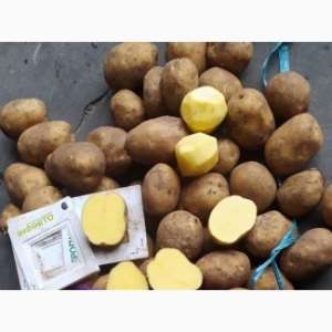 Картофель от производителя продам с овощехранилища - объявление