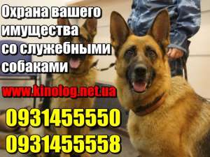 Кинолог с караульными собаками возьмет под охрану ваш объект - объявление
