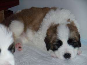 Клубные щенки породы московская сторожевая разведения питомника КОРОЛЕВСКИЙ СТРАЖ - оголошення