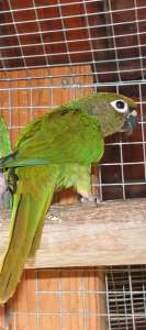 Коричневоухий пиррура Pyrrhura frontalis ручные маленькие птенчики
