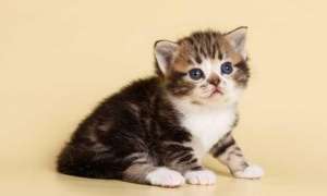 Котята. Американская короткошерстная/ Праздничные скидки