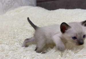 Котята тайской кошки - чудесный подарок! - объявление