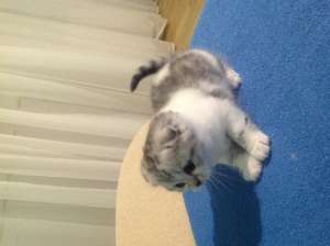 Котята шоу класса - объявление
