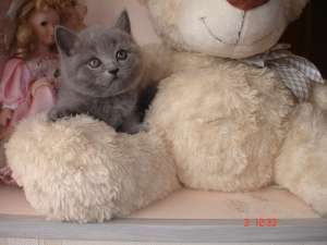 Кошечки прямоушки