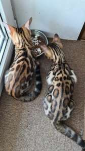 Красивые бенгальские чистопородные котята.