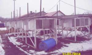 Кролики крольчатники и мини фермы