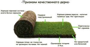 Купить рулонный газон Киев , Крым , Луцк . 28 грн. От производителя рулонных газонов - объявление