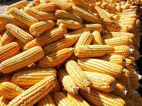 Куплю зерновые по всей территории Украины - объявление