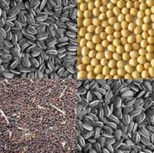 Куплю масличные зерноотходы (рапс, подсолнечник) - объявление