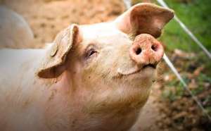 Куплю свині, свиноматки - объявление