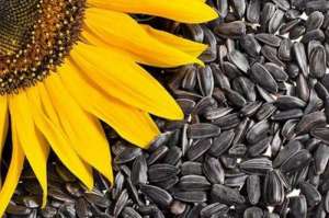 Куплю семечку дорого – 6 грн. за кг, Полтава - оголошення