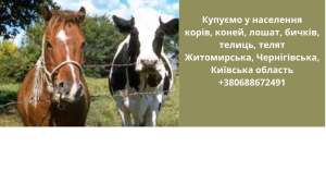 Купуємо корів, коней, лошат, бичків, телиць, телят - объявление