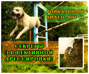 Курс дрессировки собак TreT-Style. - объявление
