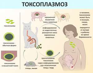Лечение токсоплазмоза малярии паразитов. - объявление