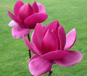 Магнолия 'КЛЕОПАТРА' / Magnolia 'CLEOPATRA' Гибрид Морозостойкий - объявление