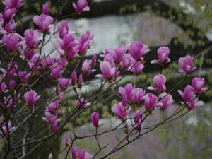 Магнолия лилиецветная Лилиефлора Нигра ( Magnolia liliiflora “Nigra”)
