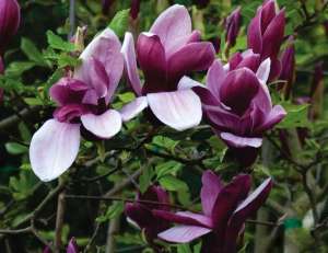 Магнолия лилиецветная Лилиефлора Нигра ( Magnolia liliiflora “Nigra”)