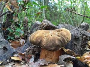 Мицелий белых грибов посевной для выращивания грибов под деревьями, кустарниками и в помещении - объявление