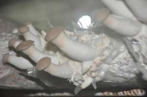 Мицелий эринги свежий живой первичный - высокое качество - новой почтой - оголошення