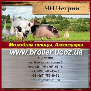 Молодняк птицы Бройлеры, утята, гусята, индюшата. Аксессуары - объявление