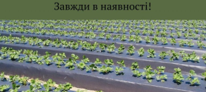 Мульчуюча плівка - объявление