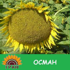 Насіння соняшнику Осман - объявление