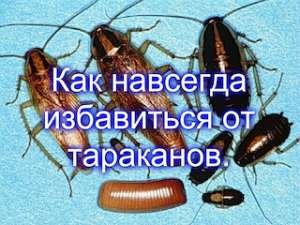Научу как навсегда избавиться от тараканов. Открою секрет почти даром. - объявление