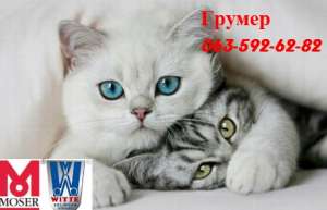 Начинающий мастер предлагает СТРИЖКУ КОШЕК за смешную цену!!! - объявление