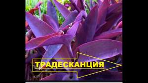 Неприхотливые комнатные растения Сеткреазия - объявление