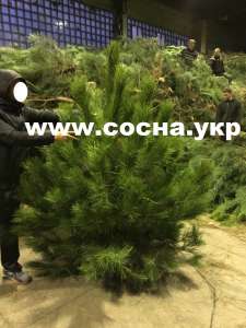 Новогодний бизнес: живые сосны оптом - объявление