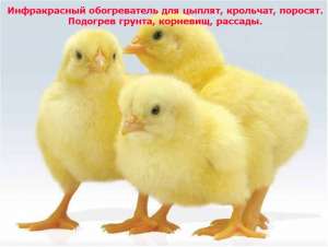 Обогреватель для цыплят и брудеров - объявление