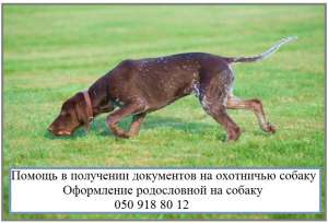 Оформление документов на охотничью собаку Охотничий паспорт на собаку - объявление