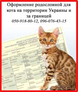 Оформление родословной для кота на территории Украины и за границей, Харьков - объявление
