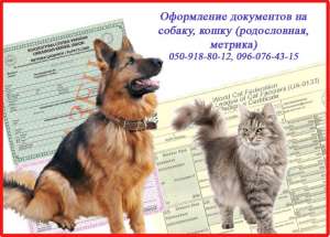 Оформлення документів на собаку, кішку (родовід, метрика), Харків - объявление