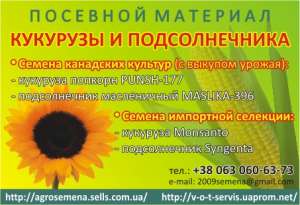 ПОСЕВНОЙ МАТЕРИАЛ КУКУРУЗЫ И ПОДСОЛНЕЧНИКА - объявление