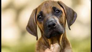 Питомник Red Hot Line предлагает к резервированию щенка родезийского риджбека