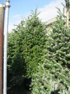 Пихта кавказская (abies nordmanniana) 3-3,5 м. Киев купить. Хвойные деревья, озеленение. - объявление