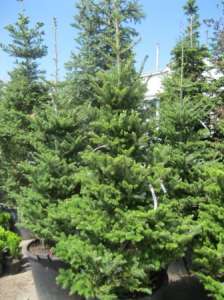 Пихта корейская (abies koreana) 1.8-2 м Киев купить. Хвойные деревья, озеленение. - объявление