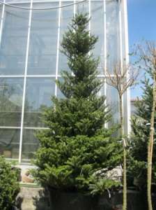 Пихта корейская (abies koreana) 3,5-4 м. Киев купить. Озеленение. Хвойные деревья. - объявление