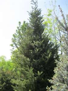 Пихта корейская (abies koreana) 4-4.5 м Киев купить. Озеленение. Хвойные деревья. - объявление