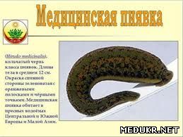 Пиявка медицинская.Hirudo medicinalis.Лечение заболеваний.Гирудотерапия - объявление