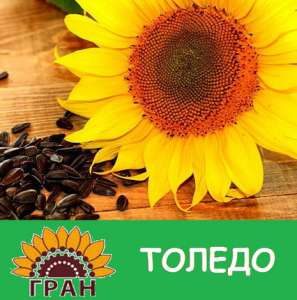 Подсолнух под гранстар ТОЛЕДО. Купить семена под гербицид Экспресс. - оголошення