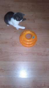 Прикольная игрушка для кота.