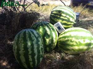 Продаем Арбузы - оголошення