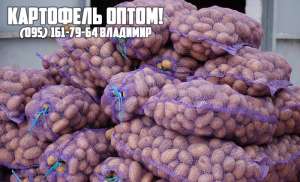 Продаем отличный картофель оптом по всей Украине! - объявление