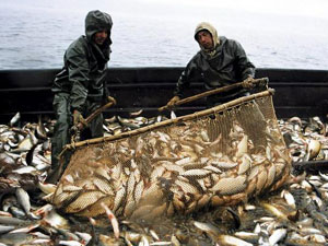 Продаем рыбу, морепродукты. - объявление