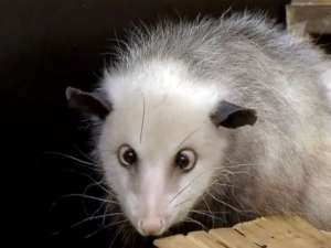 Продается косоглазый опоссум - объявление