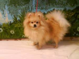Продается померанский карликовый шпиц - объявление