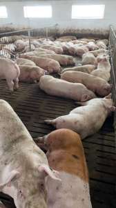 Продаж свиней живою вагою - объявление
